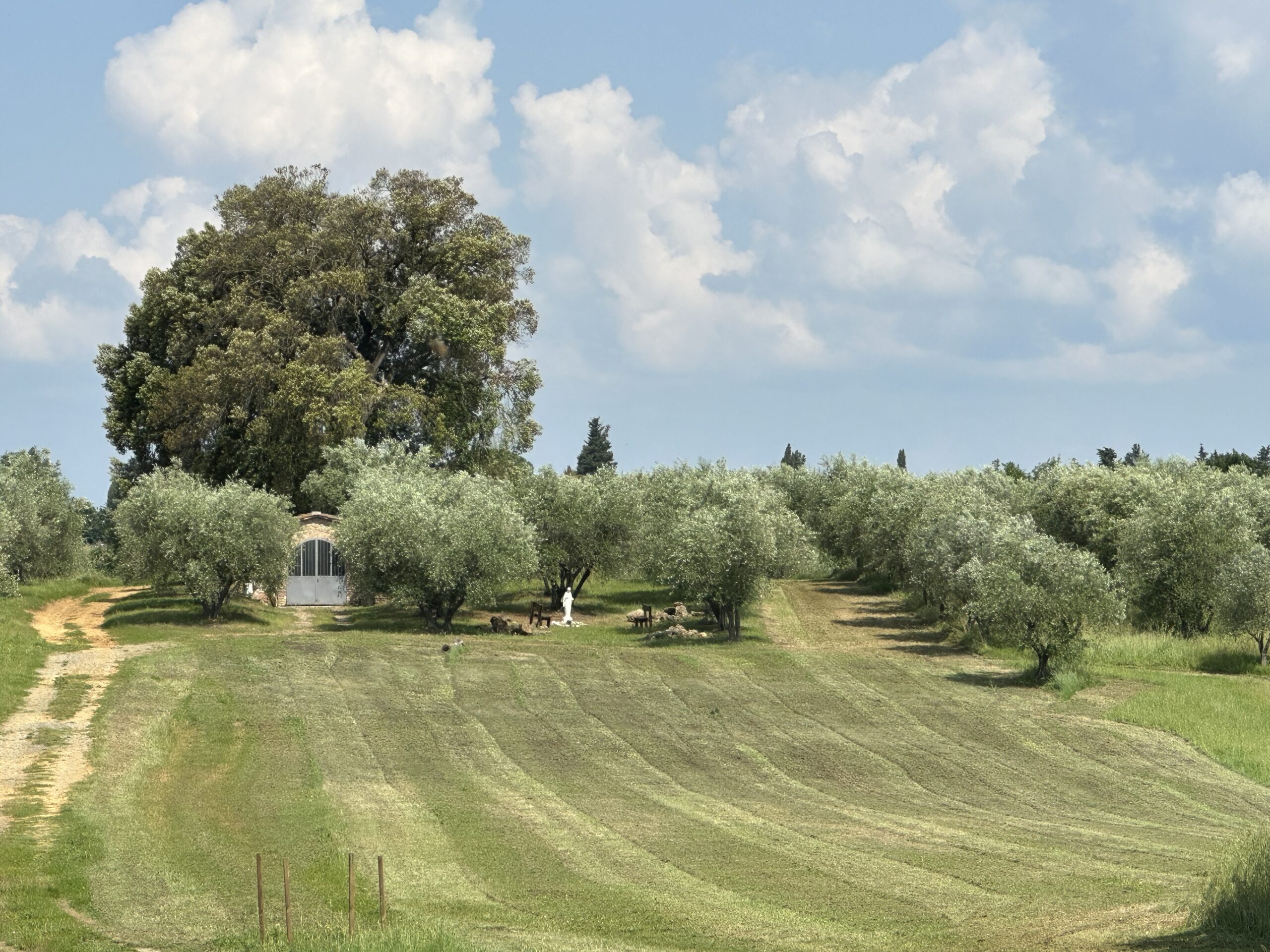 Chianti DOCG Biologico 2025