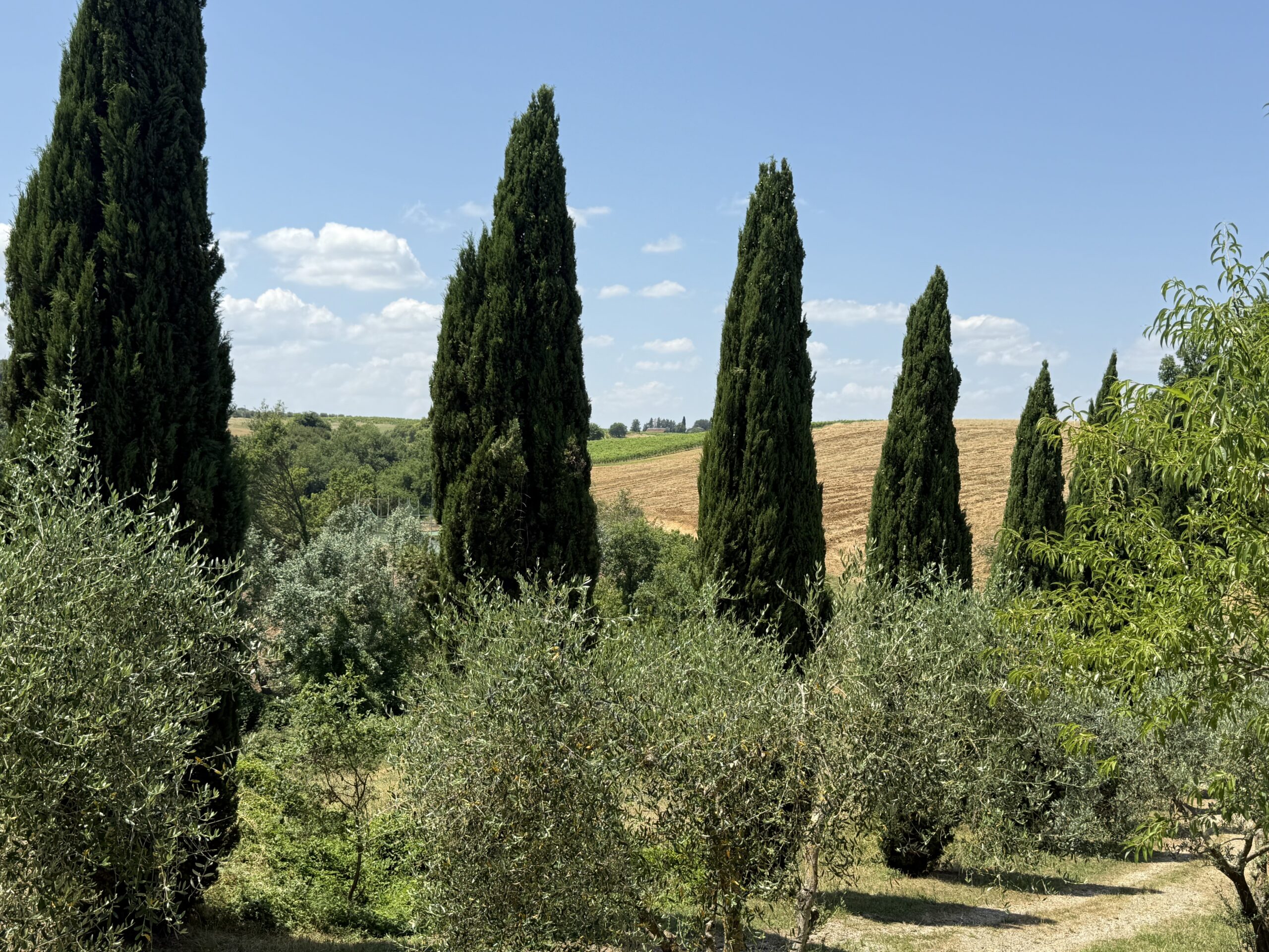 Olive groves under Tuscan sun