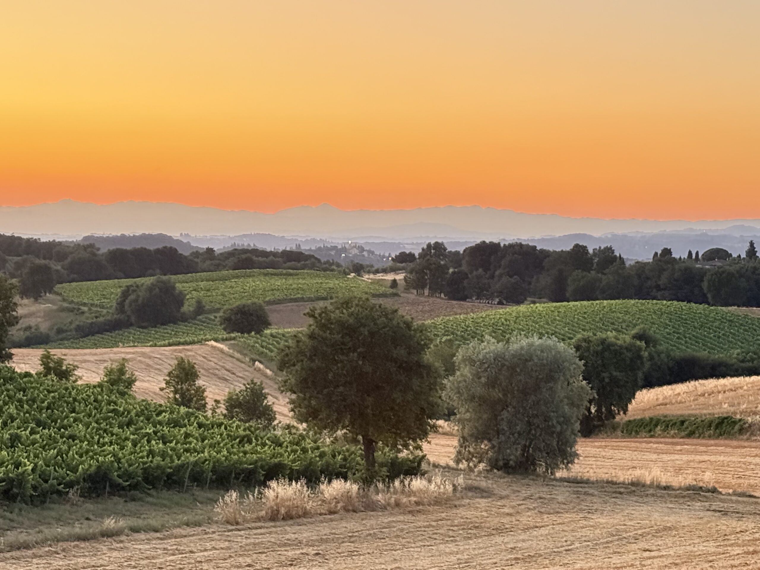 Solaria Rosato – Sangiovese Rosé