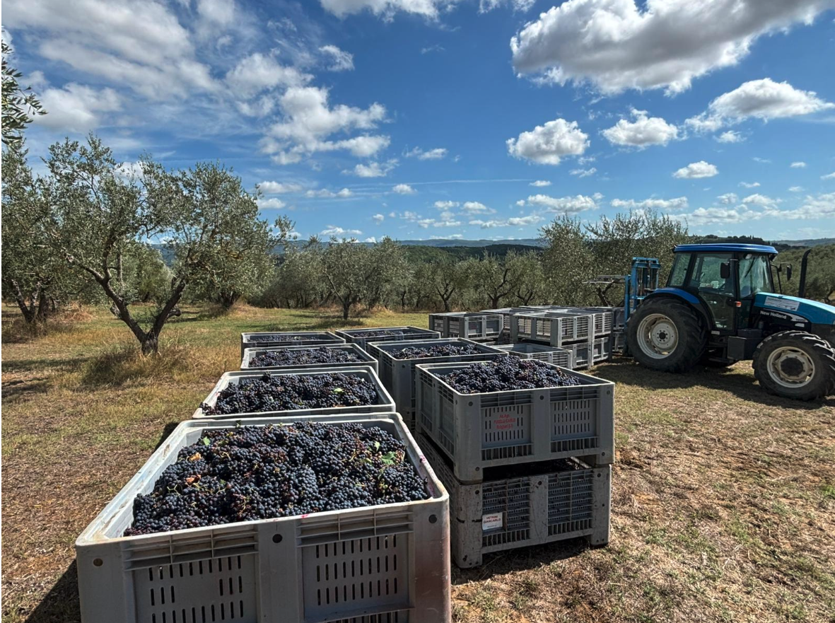 Winemaking Process