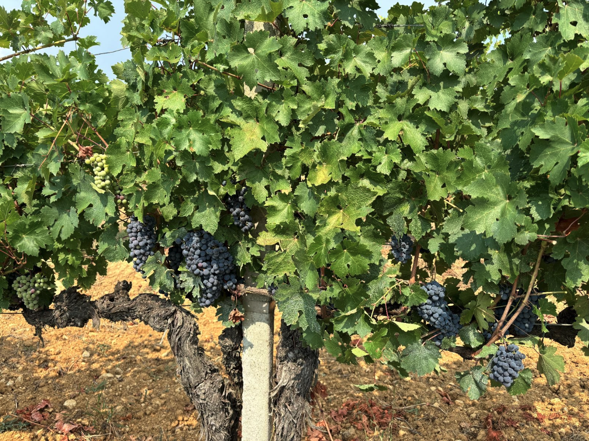 Guided Wine Tasting