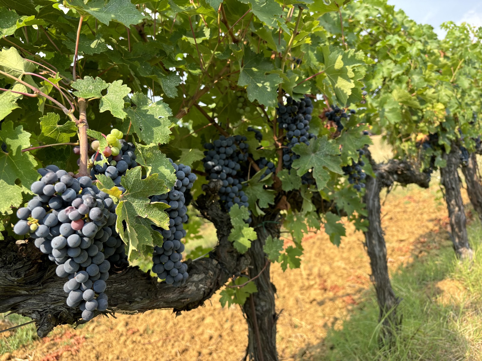 Close-up of grapes and vines