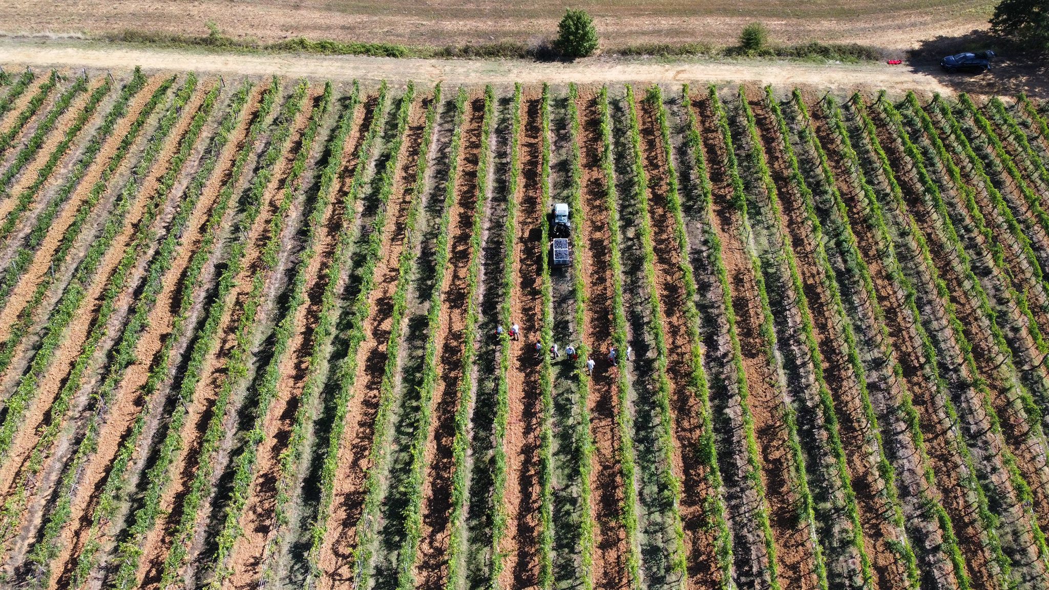 Harvest hands