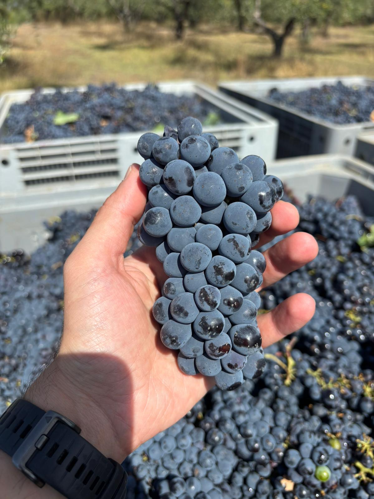 Chianti Riserva 2025 Biologico